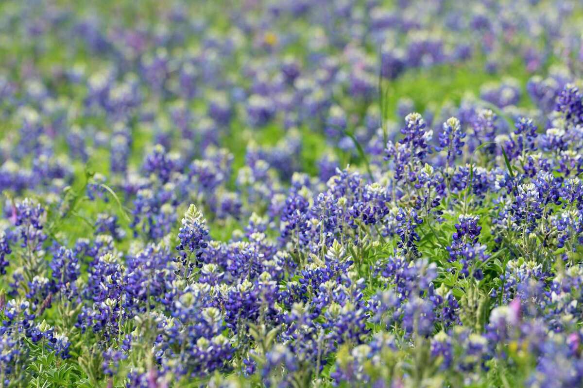 Texas wildflower season is here, and signs point to a longer run