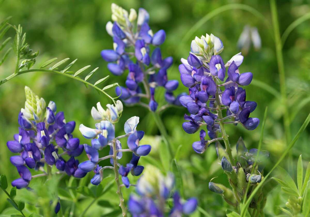 Texas wildflower season is here, and signs point to a longer run