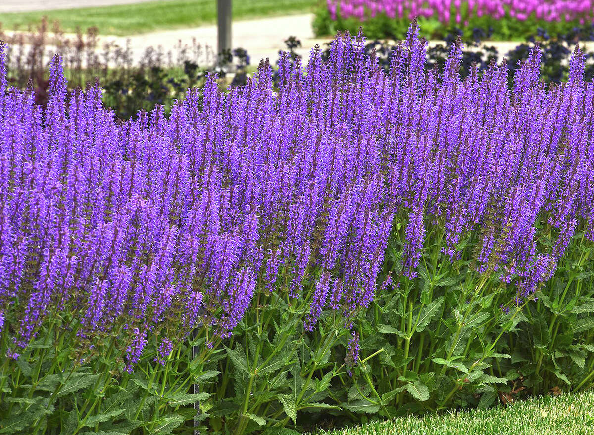 Blue by You salvia has rich blue blossoms from late spring into fall and attracts butterflies and hummingbirds.