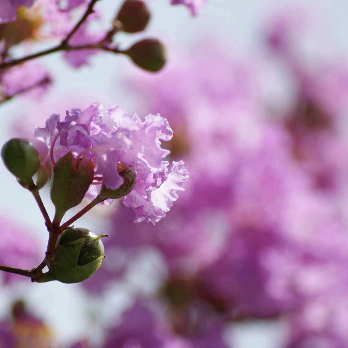 For healthy crape myrtles, don't prune them severely.