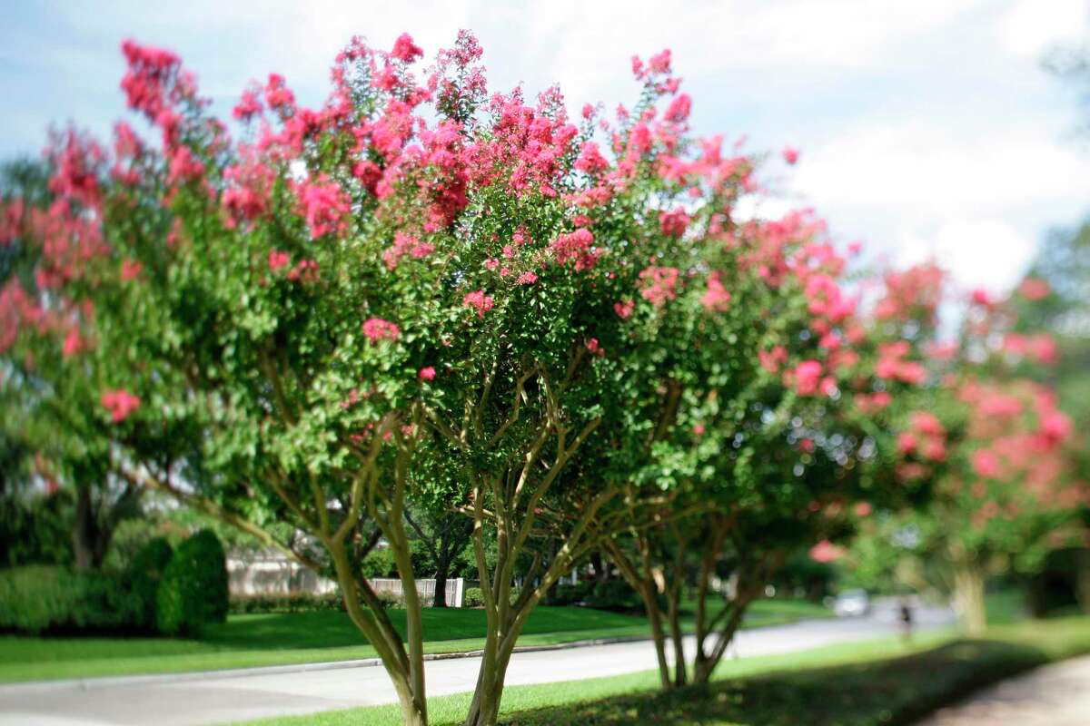 Crape myrtles at the corner of Bellmeade St. and Del Monte Dr. in the River Oaks area Wednesday, July 21, 2010, in Houston.