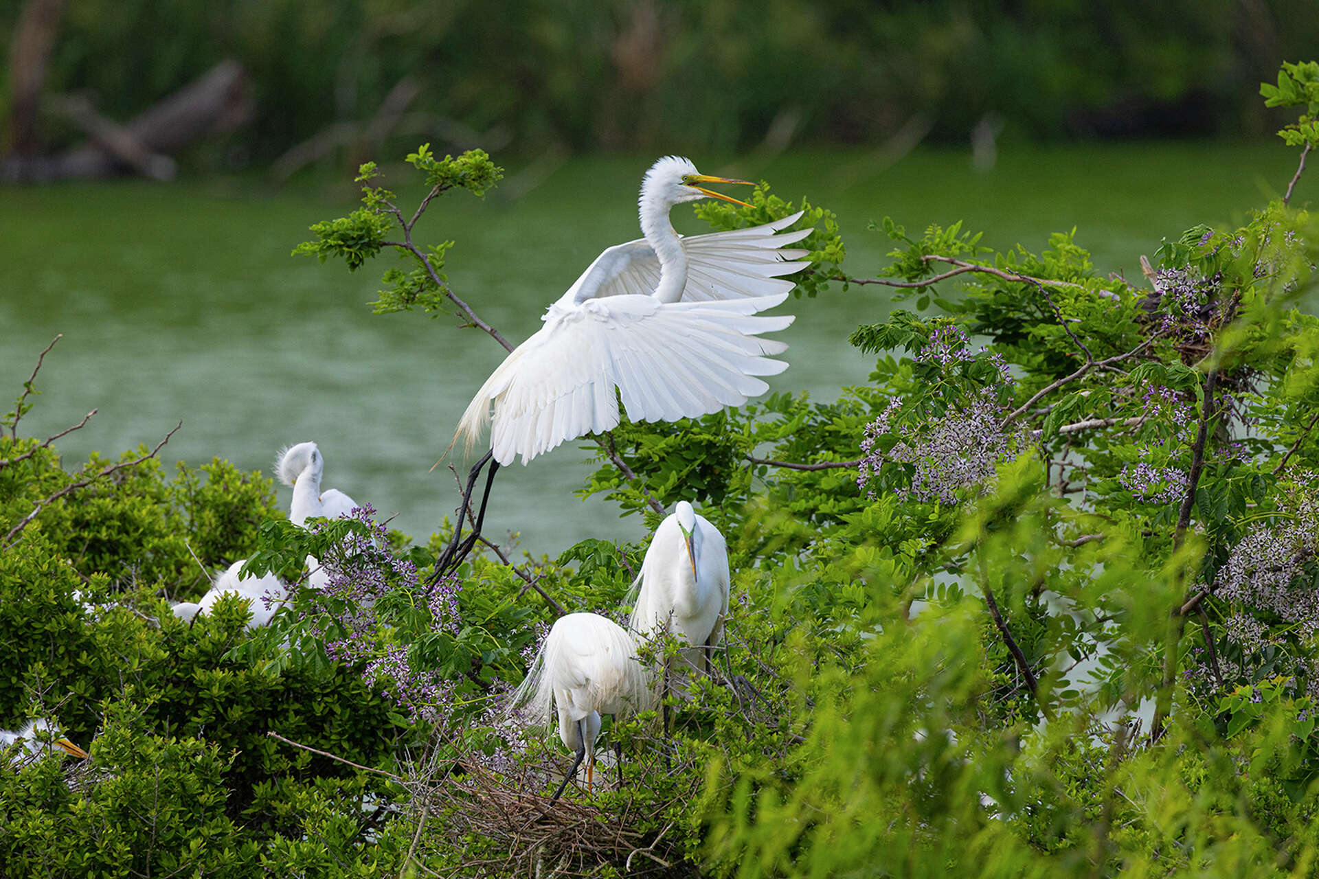 It's breeding season. Colorful waterbirds flock to High Island rookery
