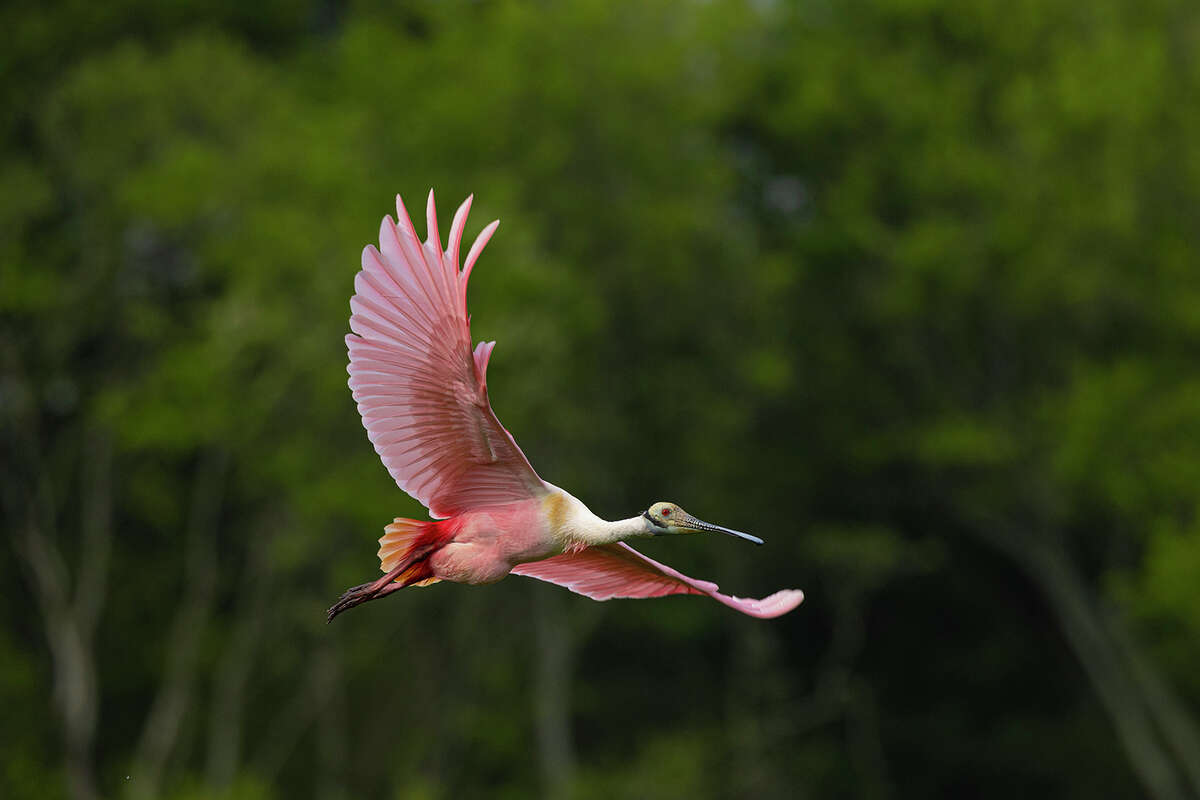 See roseate spoonbills and other nesting birds at the rookery at Houston Audubon's Smith Oaks Bird Sanctuary in High Island. Photo Credit: Kathy Adams Clark. Restricted use.
