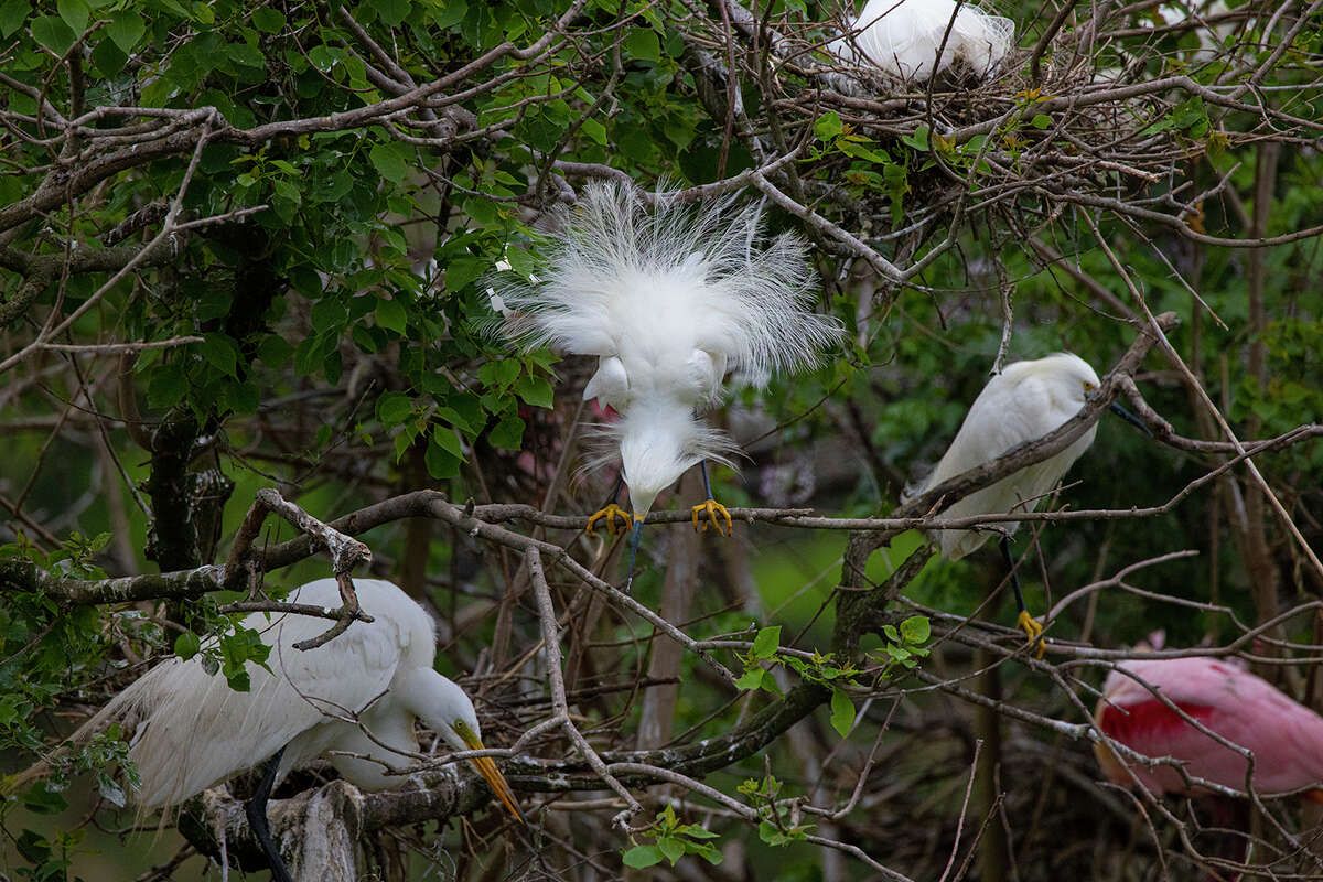 A snowy egret displays its breeding plumes at Houston Audubon's Smith Oaks Bird Sanctuary in High Island. Photo Credit: Kathy Adams Clark. Restricted use.