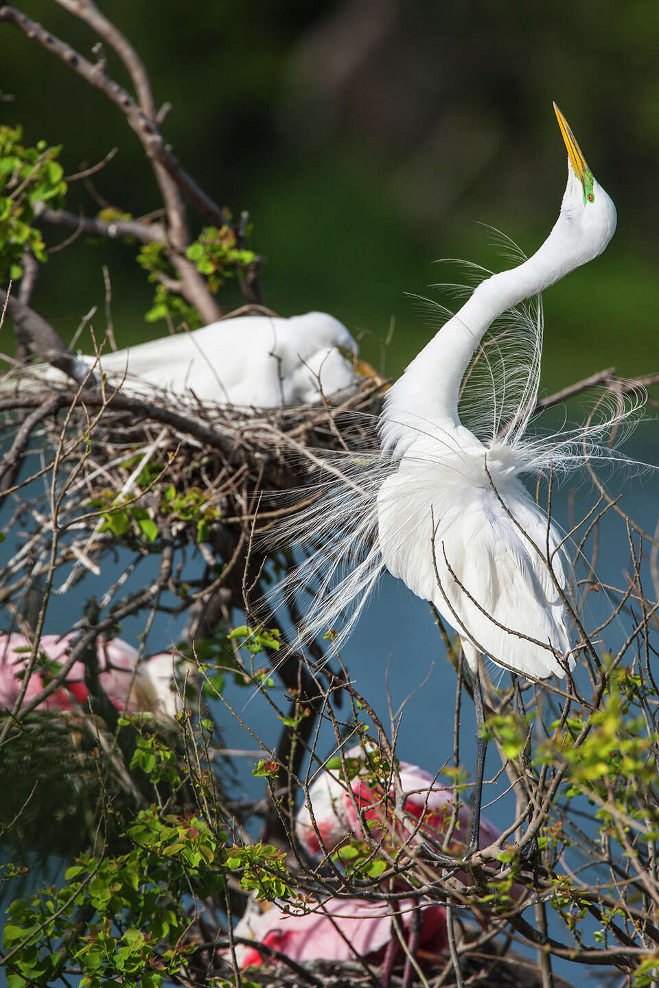 It's breeding season. Colorful waterbirds flock to High Island rookery