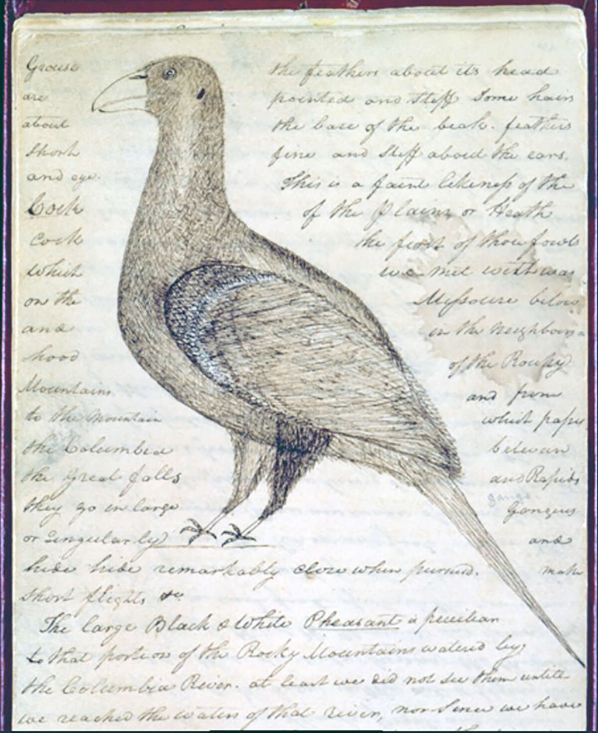 A sketch of a bird drawn by William Clark during the Lewis & Clark Expedition includes details about the bird. 