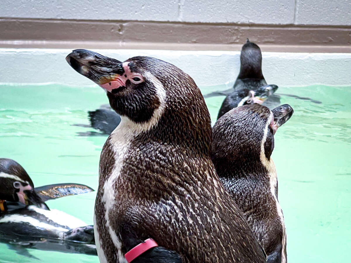 10-penguins-arrive-at-houston-zoo-s-new-gal-pagos-islands-exhibit