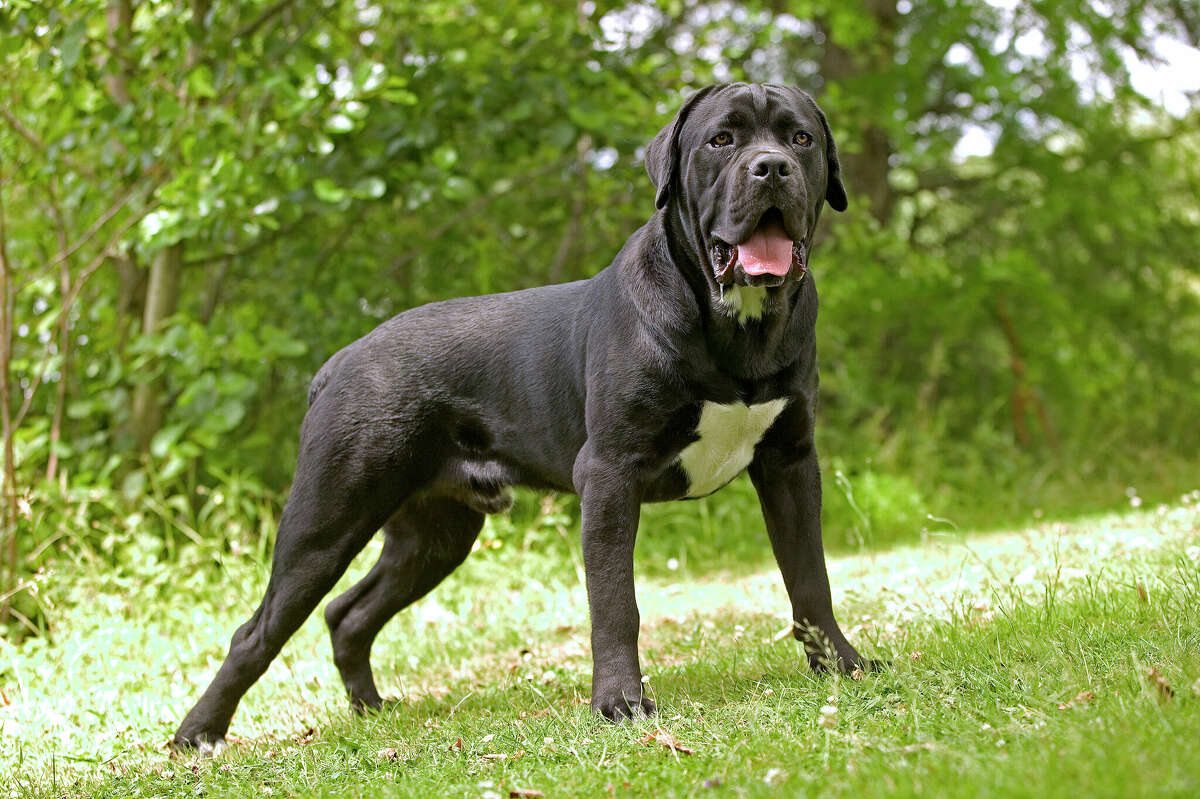 FILE: One of the four dogs involved in the mauling death of a California man was a Cane Corso, animal services said.