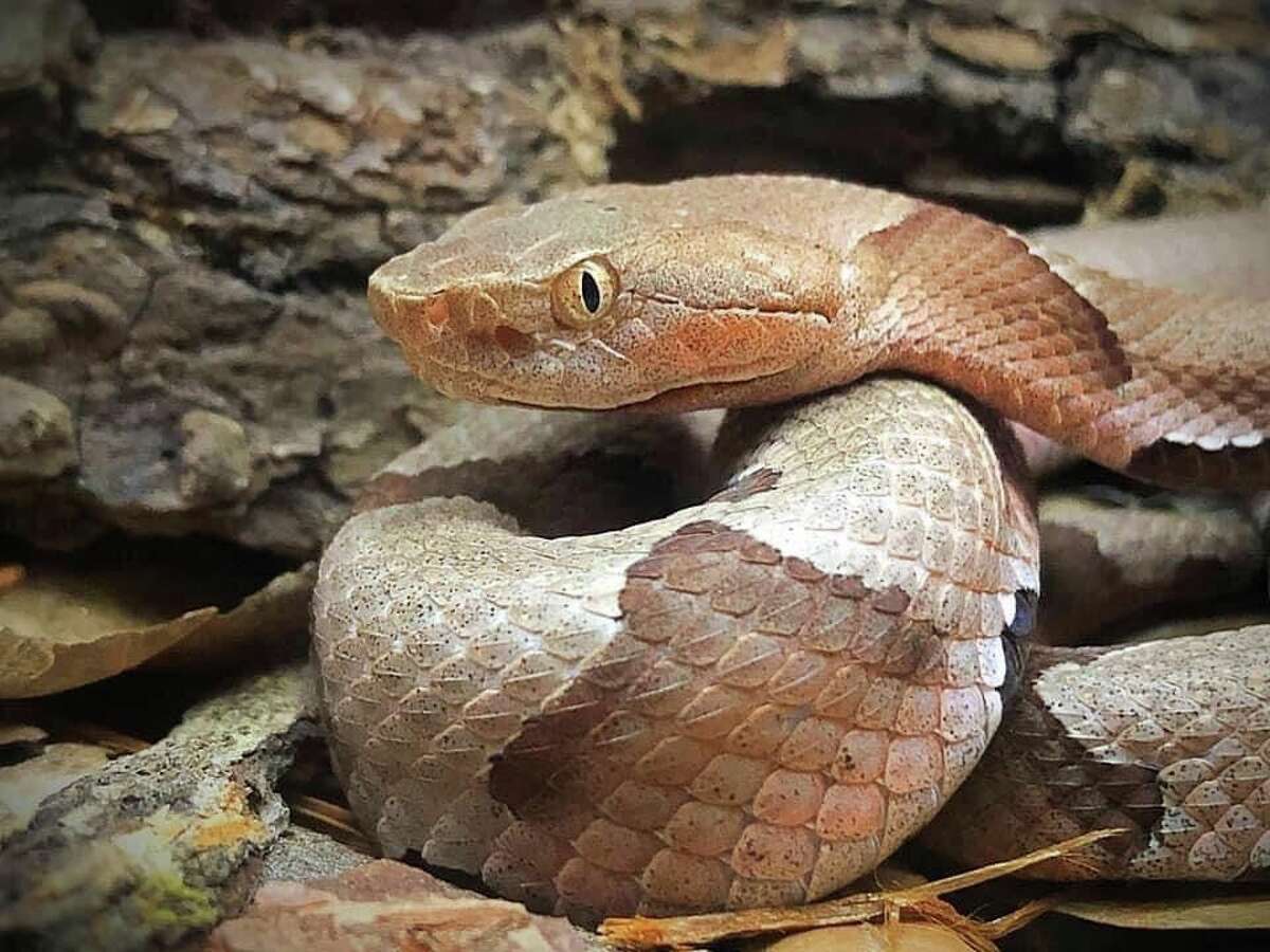 The eastern copperhead snake is one of 18 species of snakes that can be found in The Woodlands Township. Copperheads account for more than 70 percent of bites in Harris and Montgomery Counties.