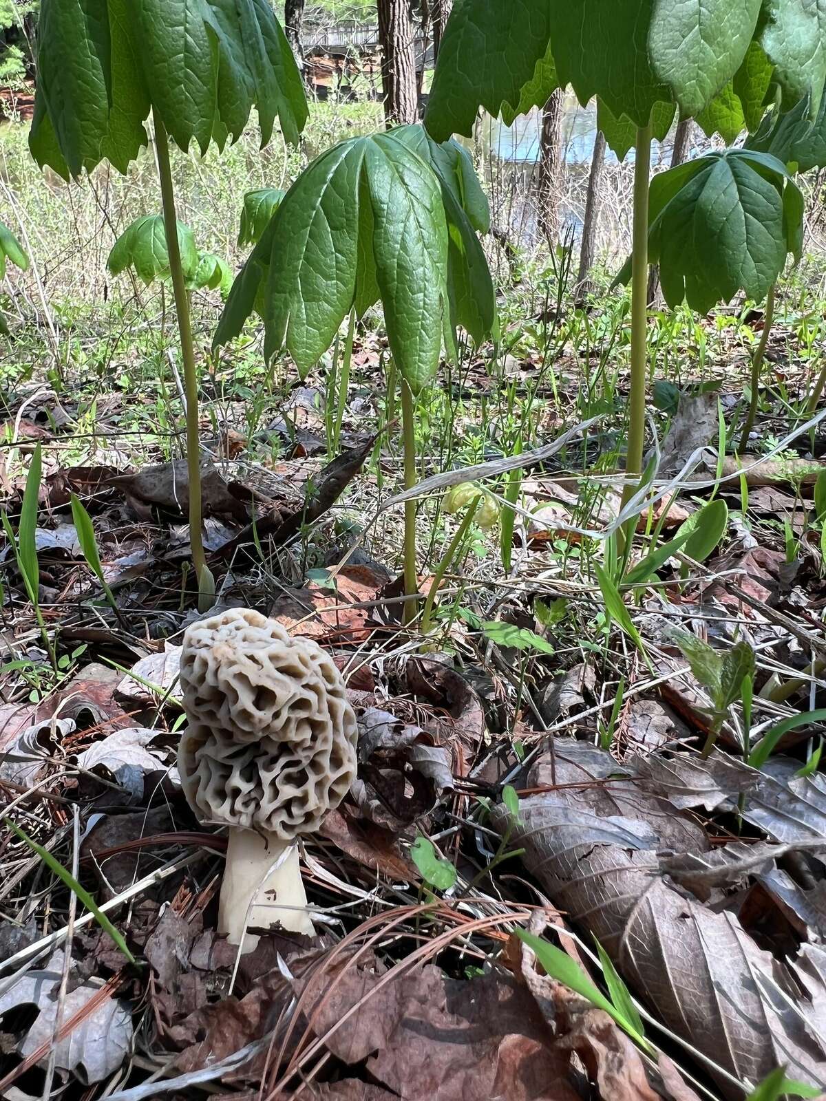 An “early gray” nearly  “inflated” is shown as it comes up in a mayapple patch, grateful that something has broken the early spring soil. The photo was taken last year at the Southern Illinois University Edwardsville Gardens.