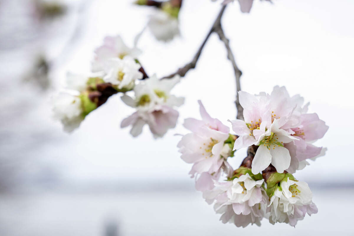 DC Cherry Blossom Festival Moved up to Mid-March Due to Warm