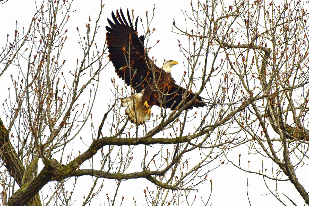 A young eagle flies gracefully above the trees and into the skies over Morgan County.