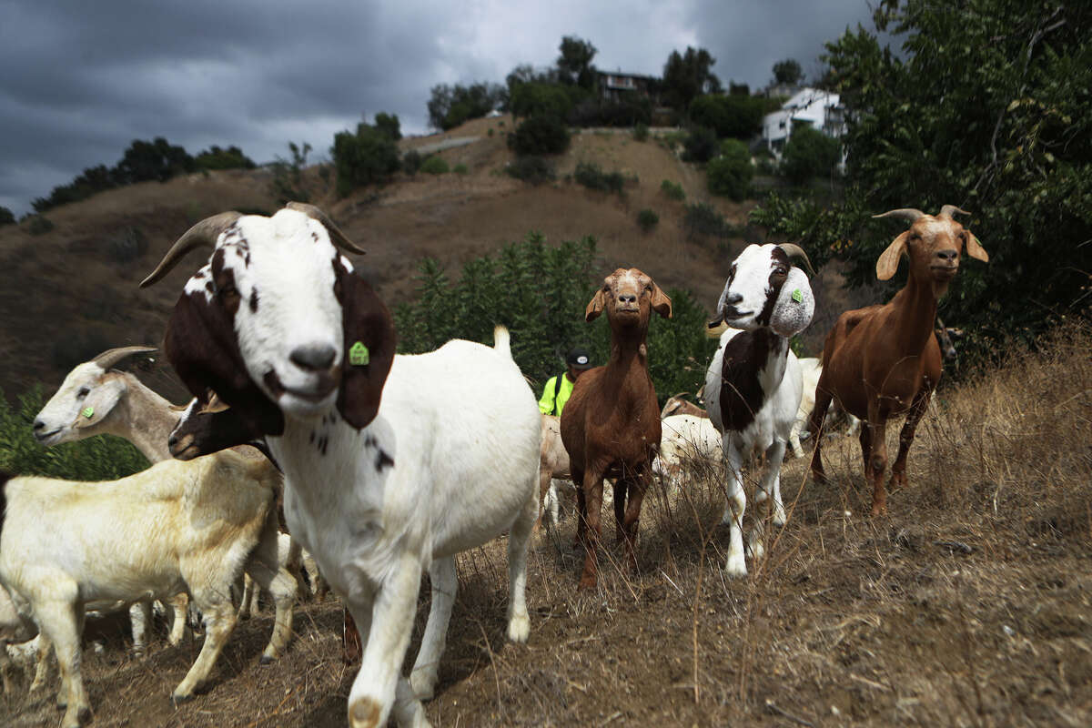 A herd of goats graze on a fire-prone hill as part of fire prevention efforts on Sept. 26, 2019, in South Pasadena, Calif. The four goats seen running loose in San Francisco's South Beach neighborhood are not believed to be grazing goats.