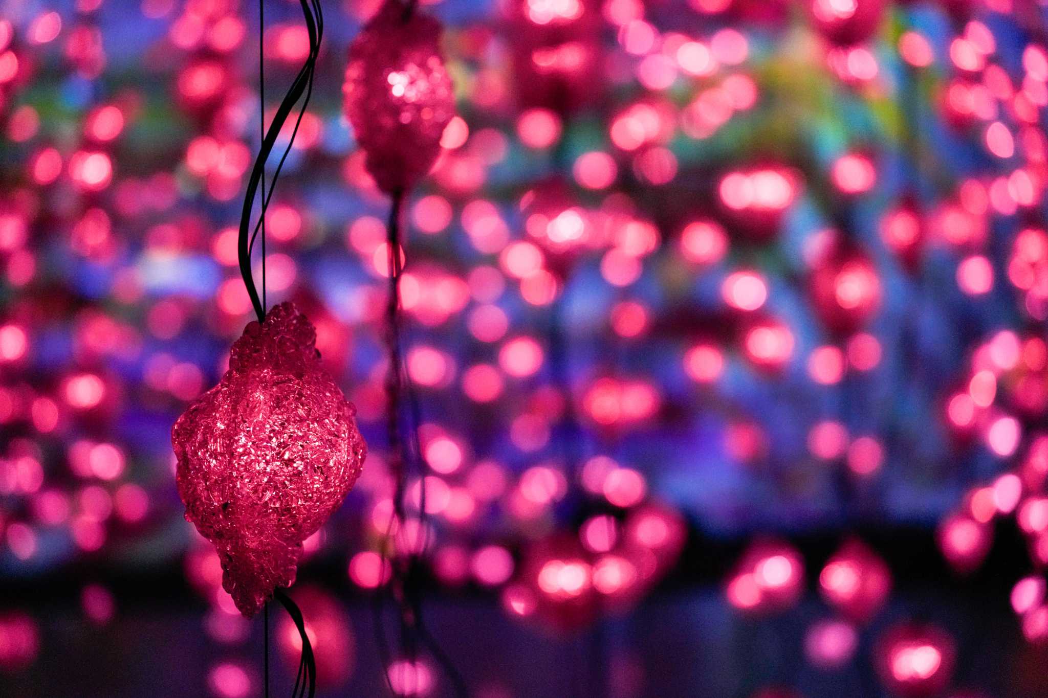 Immersive, “forest bathing” video experience returns to MFAH