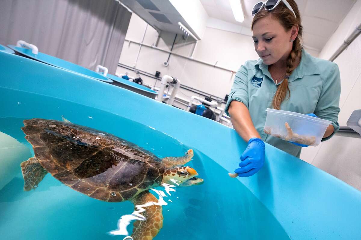Theresa Morris, the rehabilitation hospital manager at Texas A&Mat Galveston's Gulf Center for Sea Turtle Research, offers a shrimp to a rescued loggerhead sea turtle at the center's hospital. 
