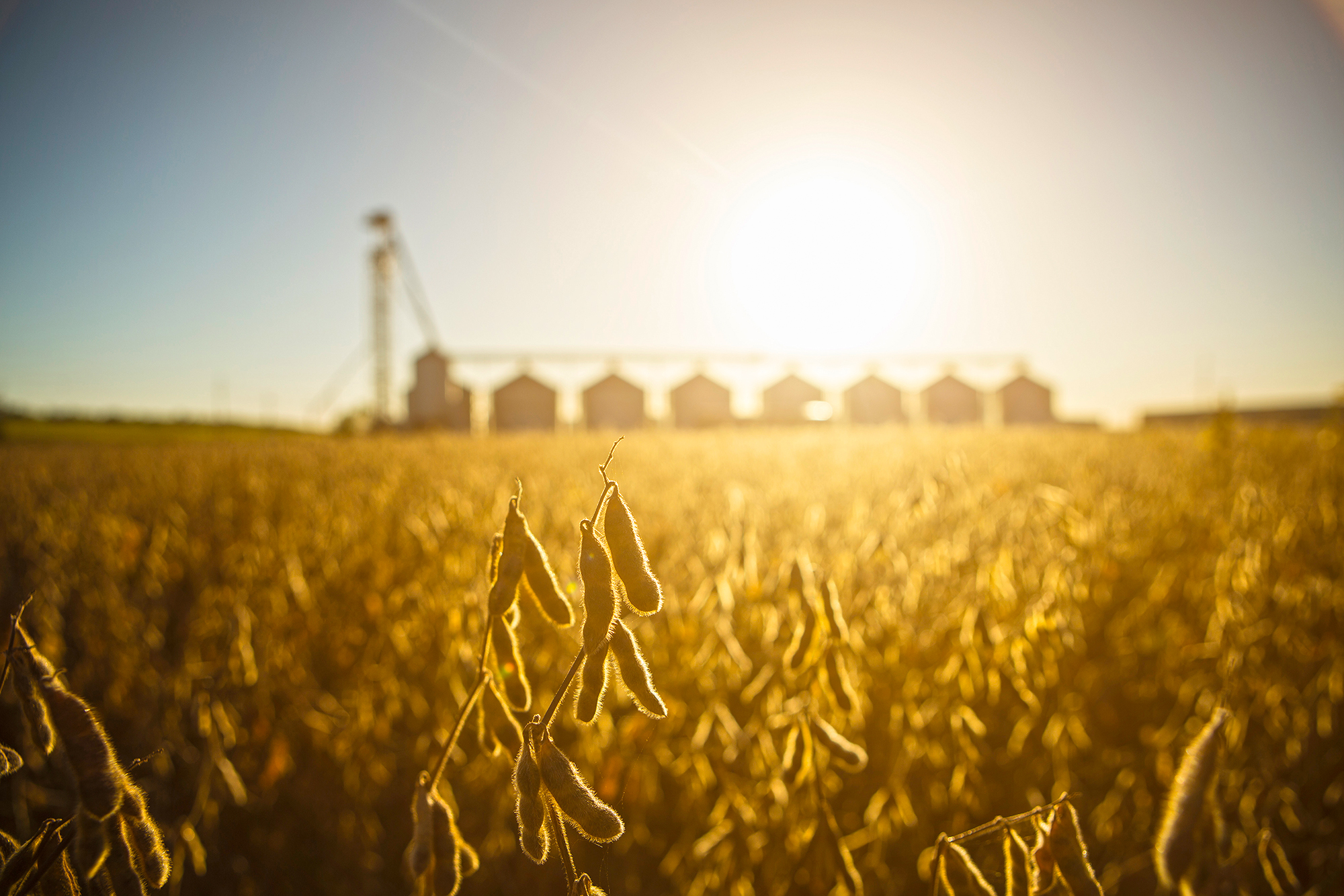 Illinois counties among leaders in corn, soybean production - Vimarsana News