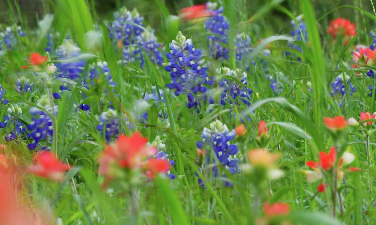 Plants make noise when stressed, new study shows