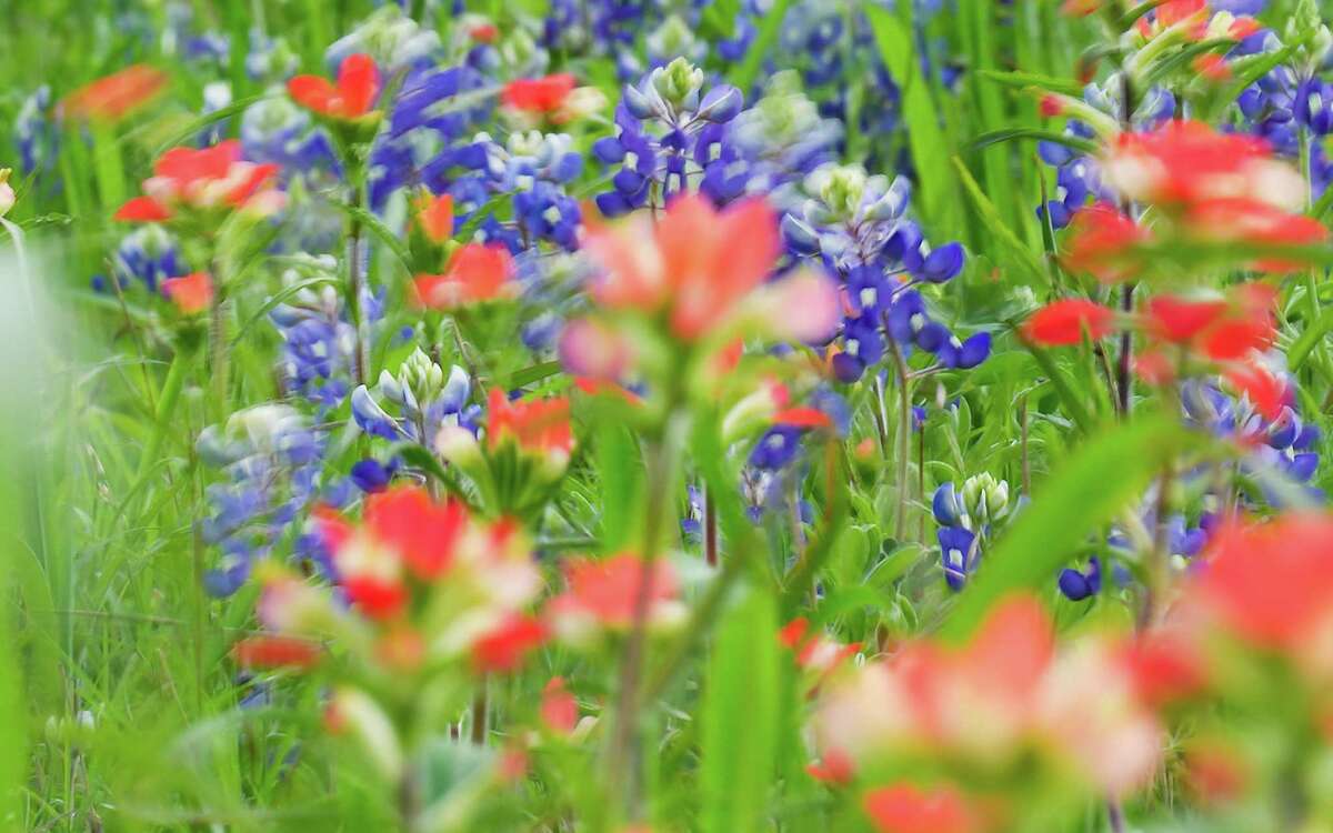 Bluebonnets and other Texas wildflowers, including Indian paintbrushes, move in the wind in a field on Thursday, March 9, 2023 in Brenham.