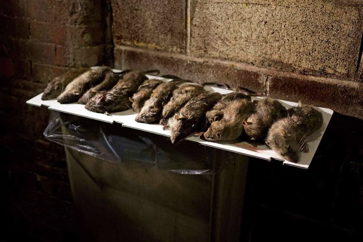Scientists have detected the alpha, delta and omicron variants in New York City’s wild rat population.