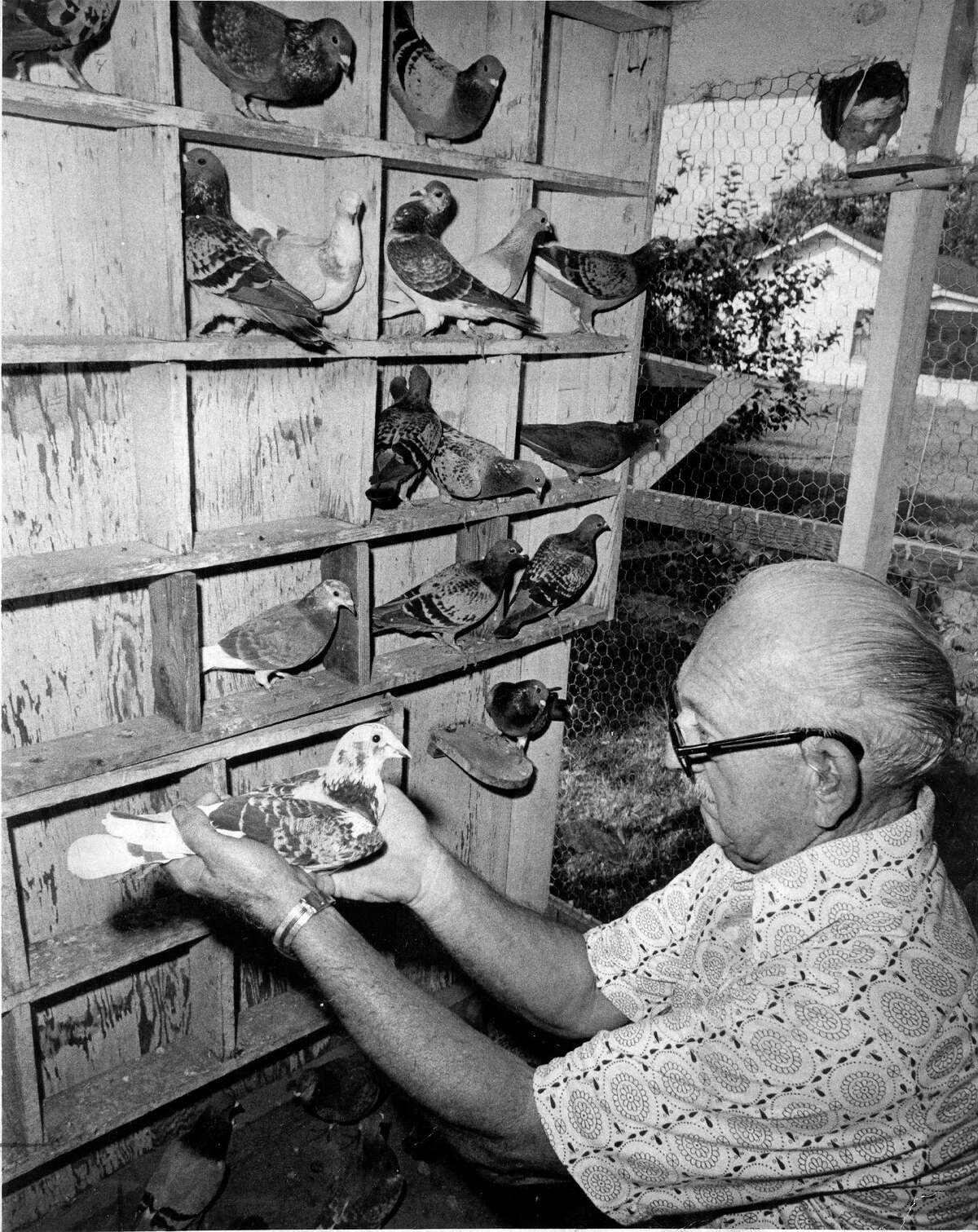 Bill Goodspeed, former Express-News photographer, holds one of the pigeons that were used to send film from football games to be processed at the newspaper office.