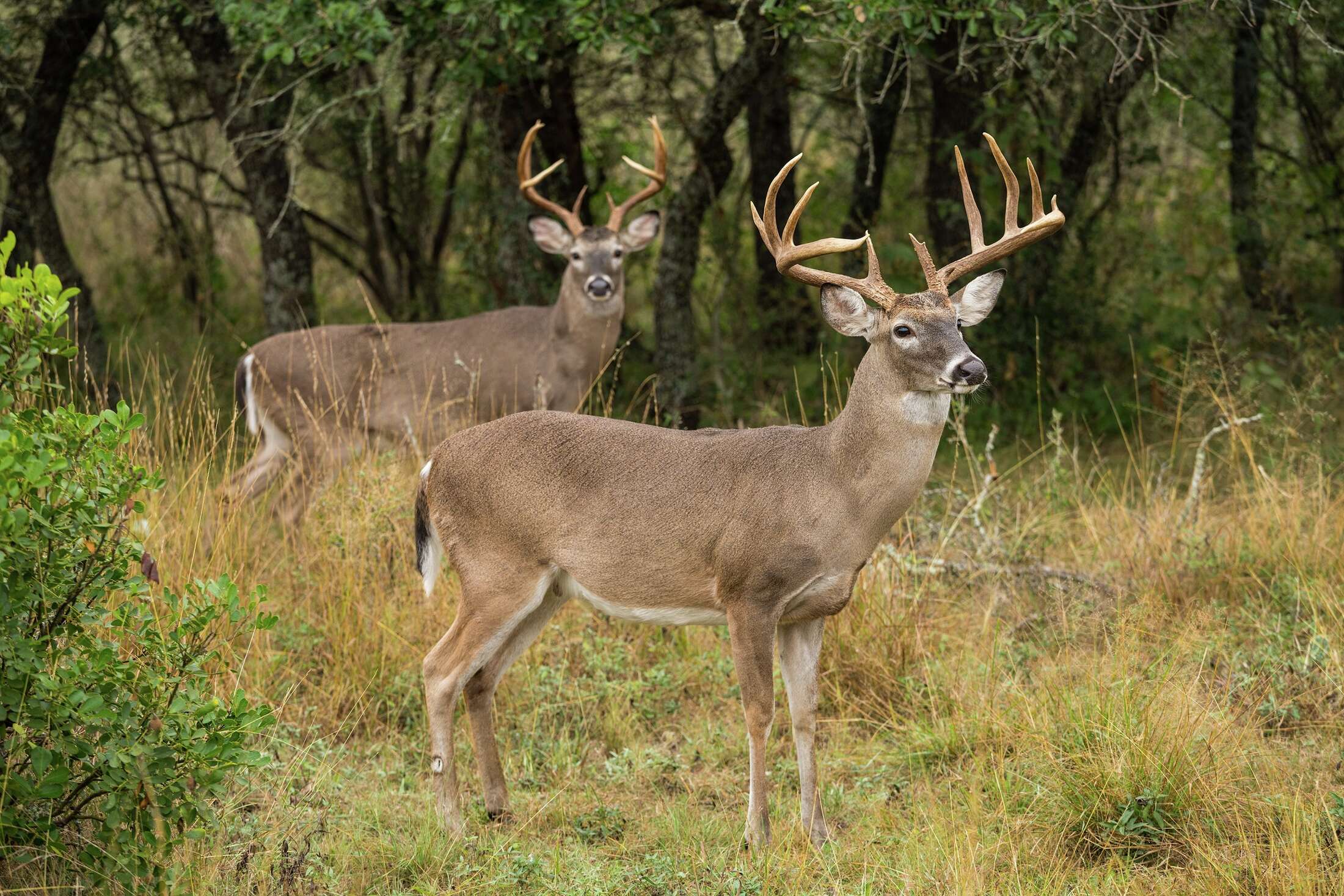 Leon Valley may make it illegal to feed deer in city parks