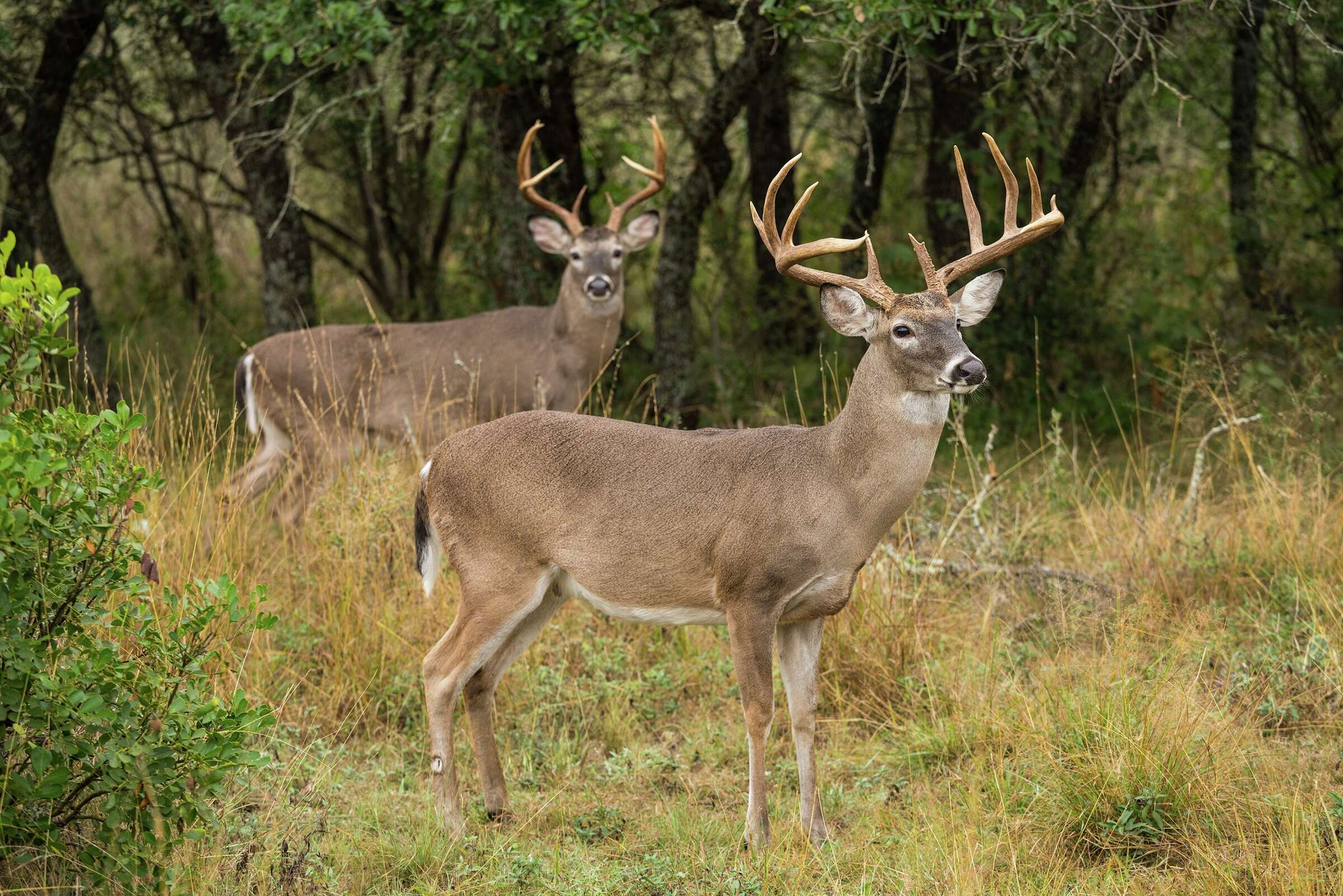 Leon Valley may make it illegal to feed deer in city parks
