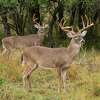 Texas, Uvalde County, Hill Country, Dripstone Ranch (please don't use ranch name in captions), whitetail deer, buck