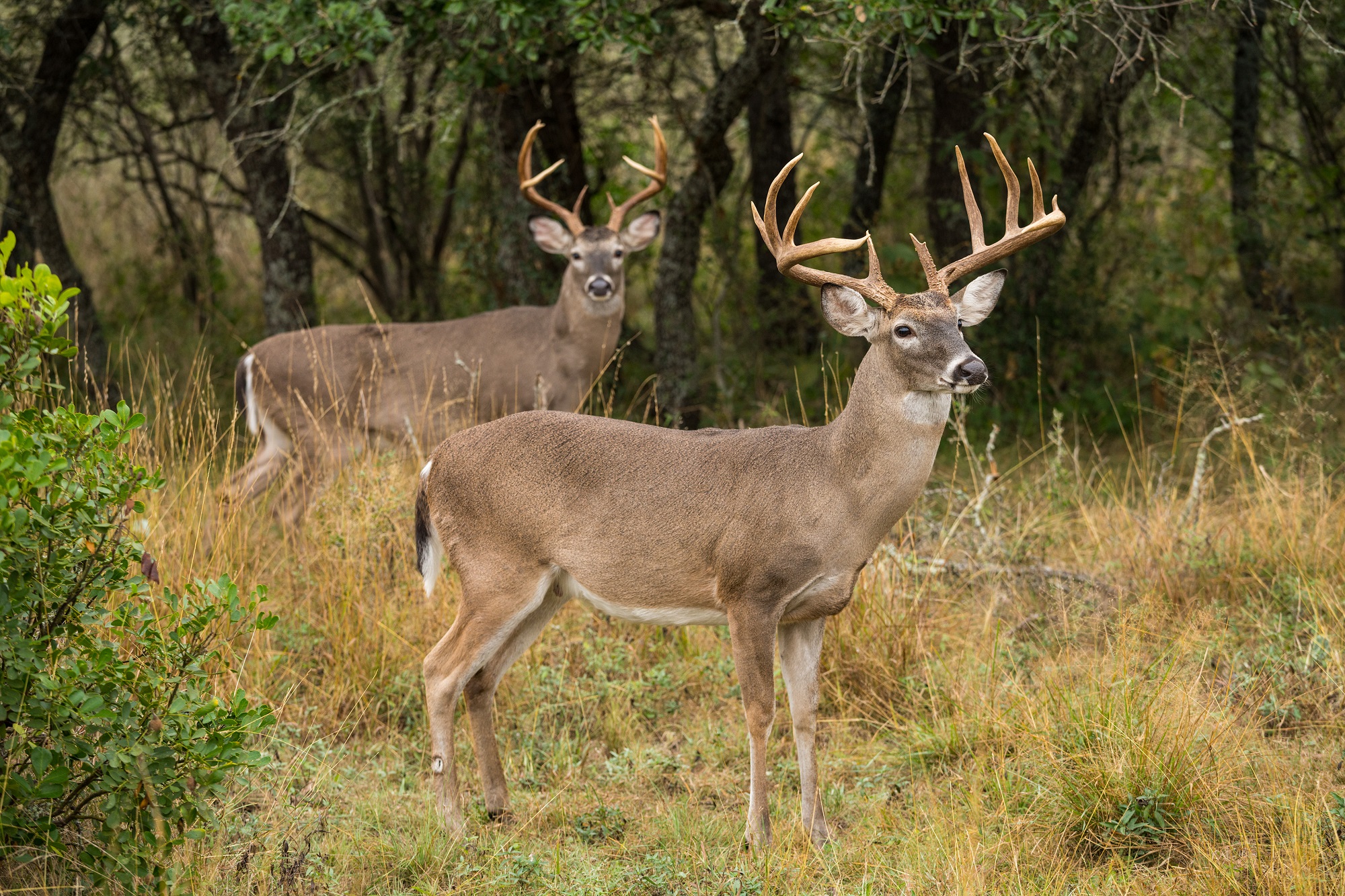 leon-valley-may-make-it-illegal-to-feed-deer-in-city-parks