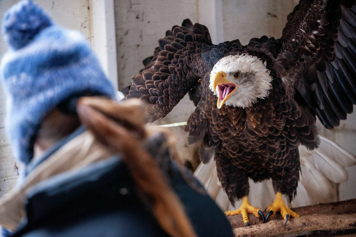 A bald eagle spreads its wings on March 9, 2023 at the Wildlife Recovery Association's Little Swamp Sanctuary in Midland County.
