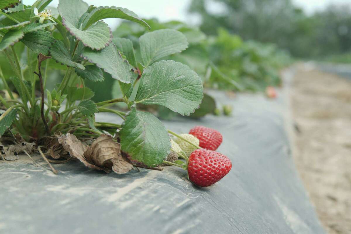Alvin farm Froberg's kicks off Strawberry Festival this weekend