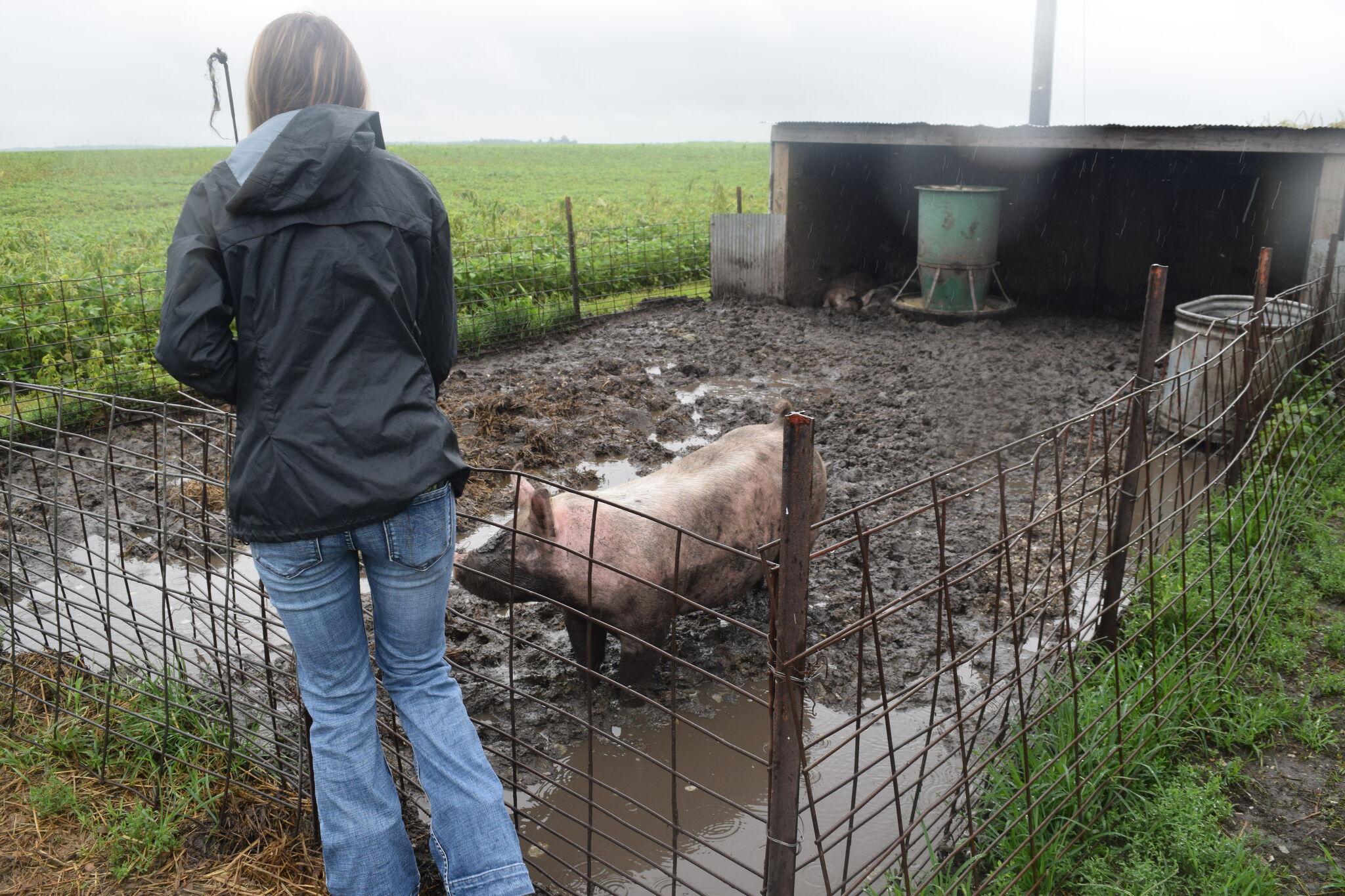 4-H teach standards of animal care to exhibitors - Vimarsana News