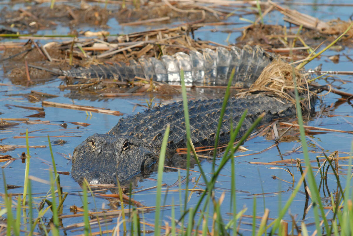 A male American Alligator soaks up some sun warm spring day. 