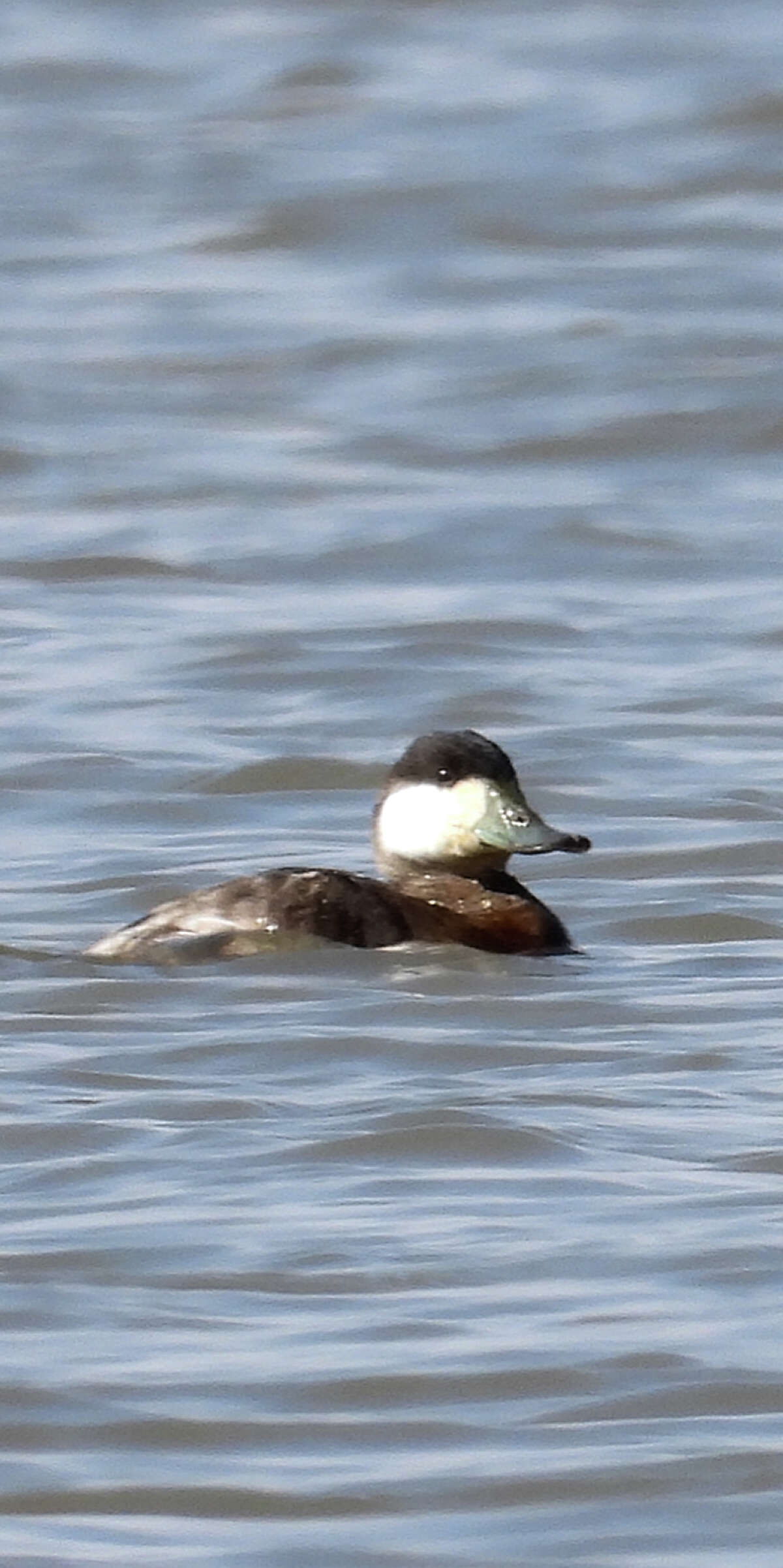 A ruddy duck floats gracefully in the waters of Meredosia Lake.