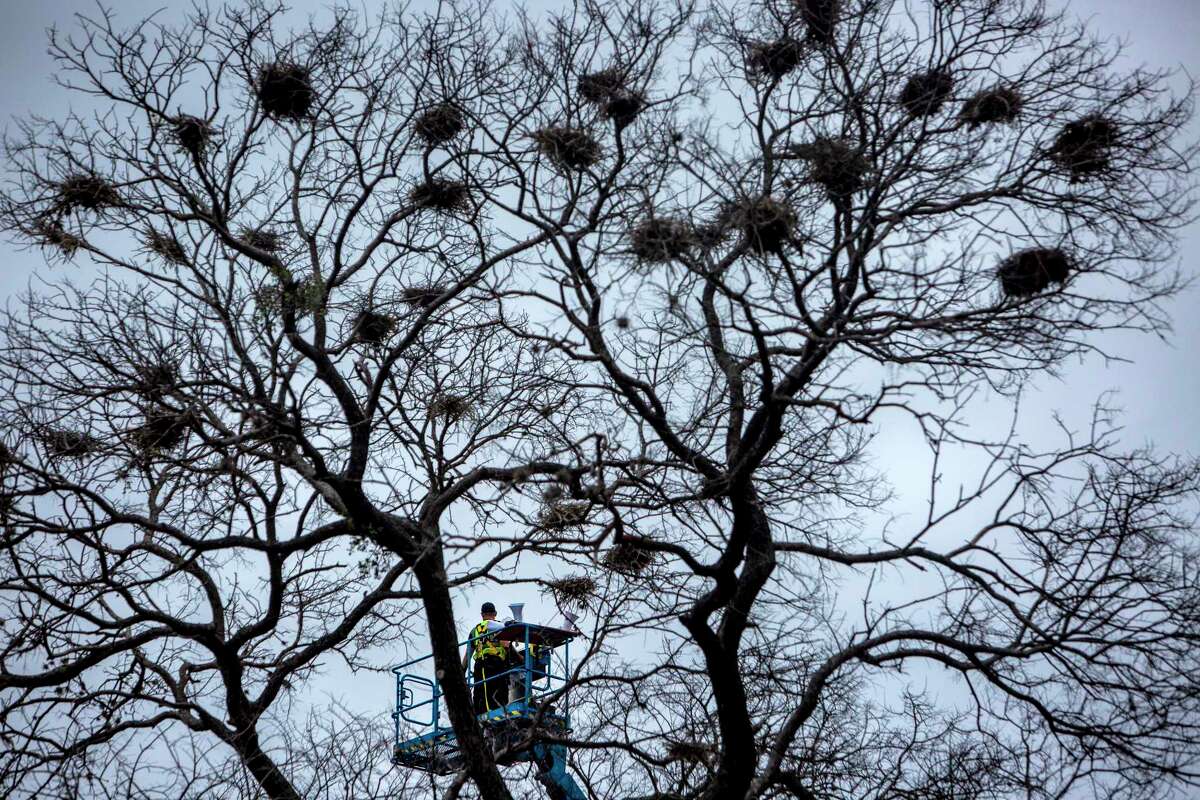 Silhouettes of bird nests are seen Tuesday, Feb. 7, 2023, in trees in front of a person in a lift in Brackenridge Park as officials try to harass egrets and herons that nest in the park to go elsewhere. A proposal to remove trees from the park as part of a city bond project has drawn strong opposition that includes environmental advocates to oppose the city’s efforts to manage the birds.