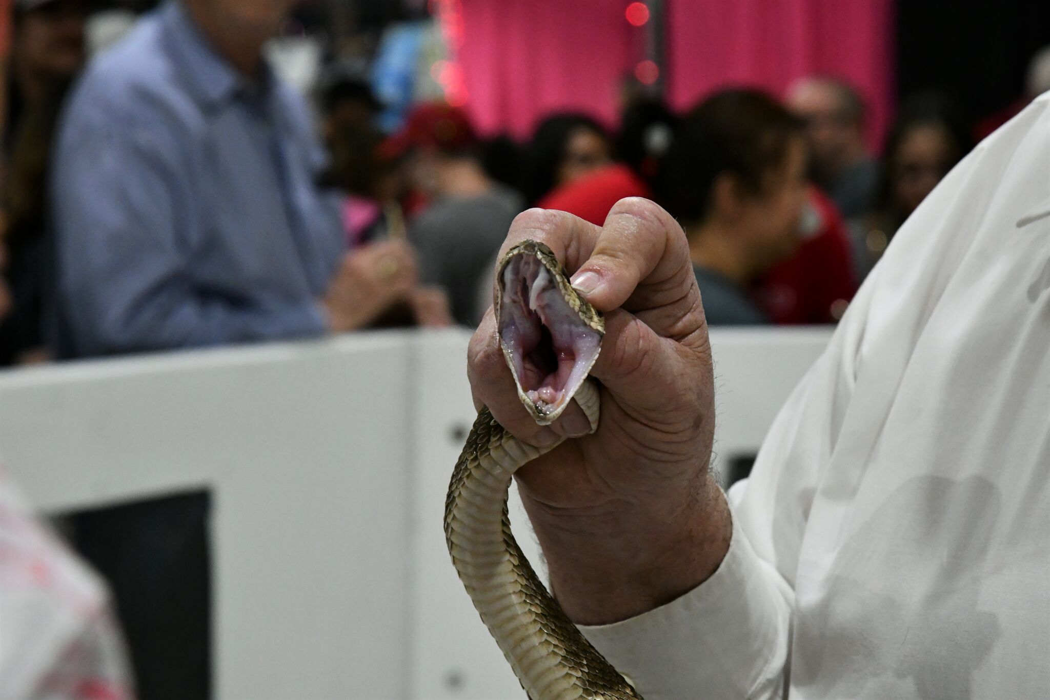 65th annual Sweetwater Rattlesnake Roundup