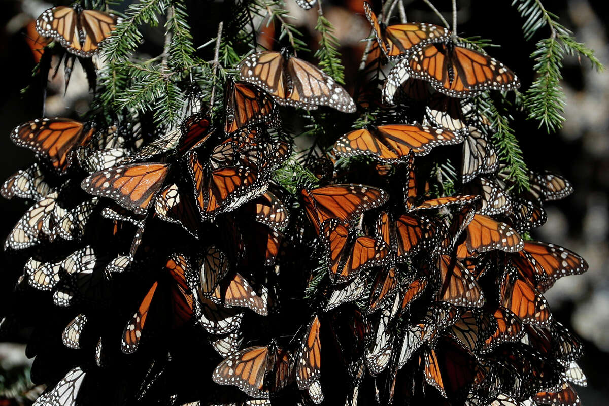 Monarch butterfly migration in Texas