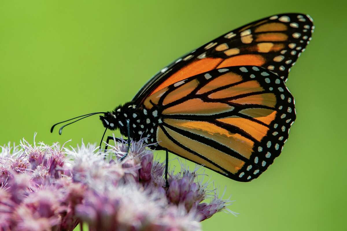 A monarch butterfly uses its long proboscis to drink nectar from a flower.