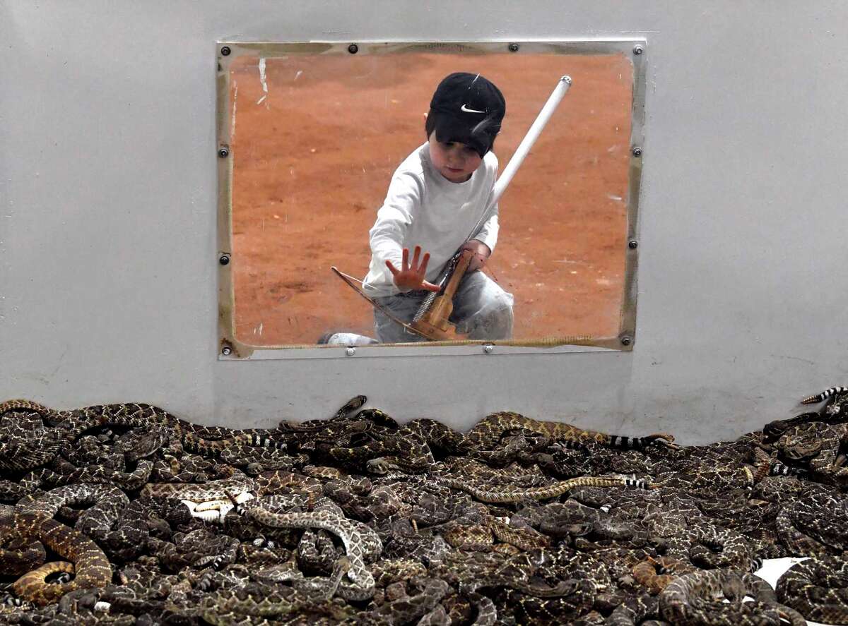 Inside the Sweetwater Rattlesnake Roundup, a Texas tradition