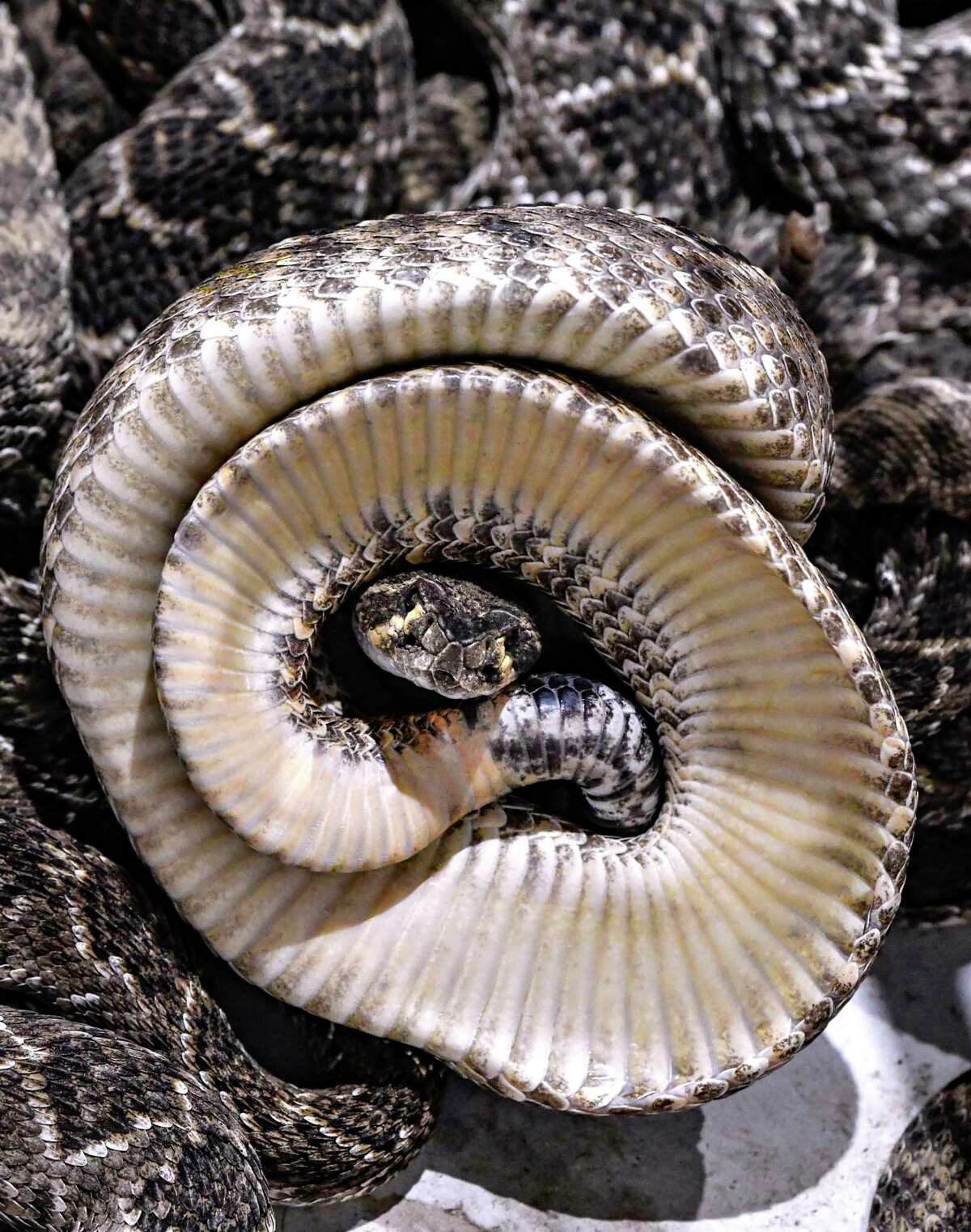 Inside the Sweetwater Rattlesnake Roundup, a Texas tradition