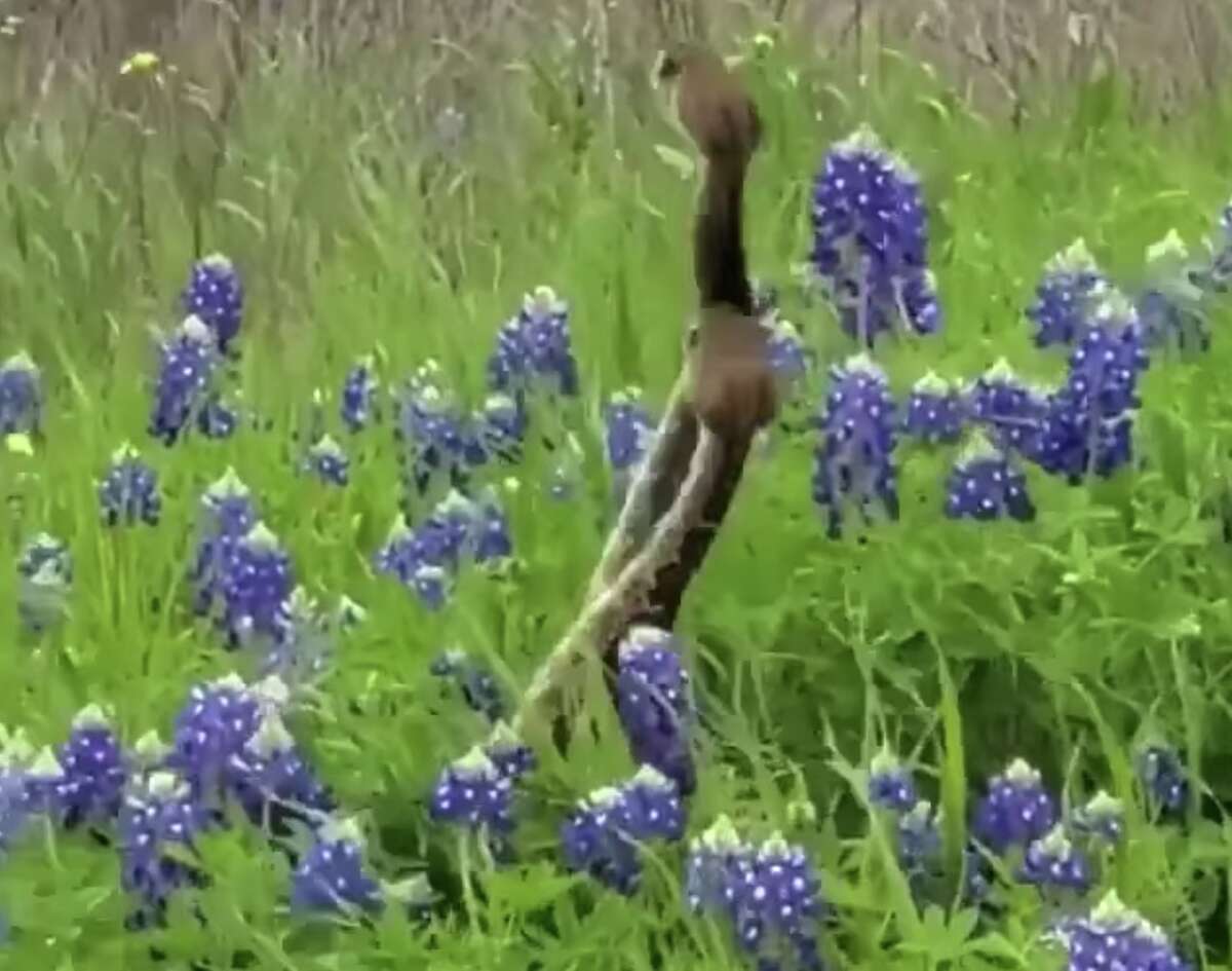 These two Diamondback rattlesnakes were spotted among bluebonnets in 2021, according to the Texas Parks and Wildlife Department.