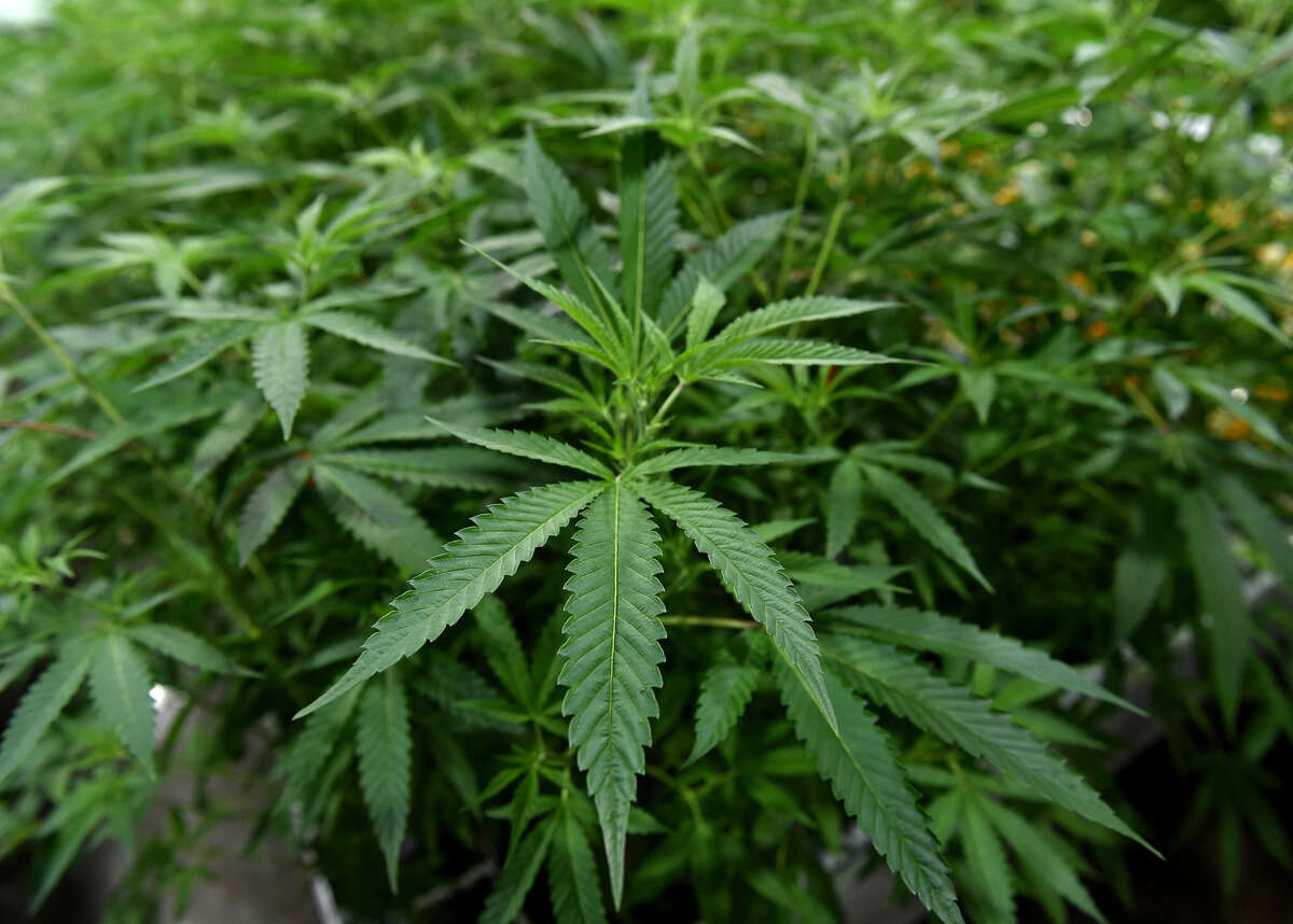 The Connecticut House passed a bill Wednesday, June 16, 2021, that would legalize marijuana in the state. (Brad Horrigan/Hartford Courant/TNS)