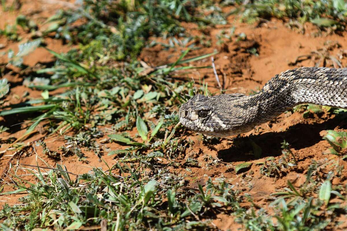 Inside the Sweetwater Rattlesnake Roundup, a Texas tradition