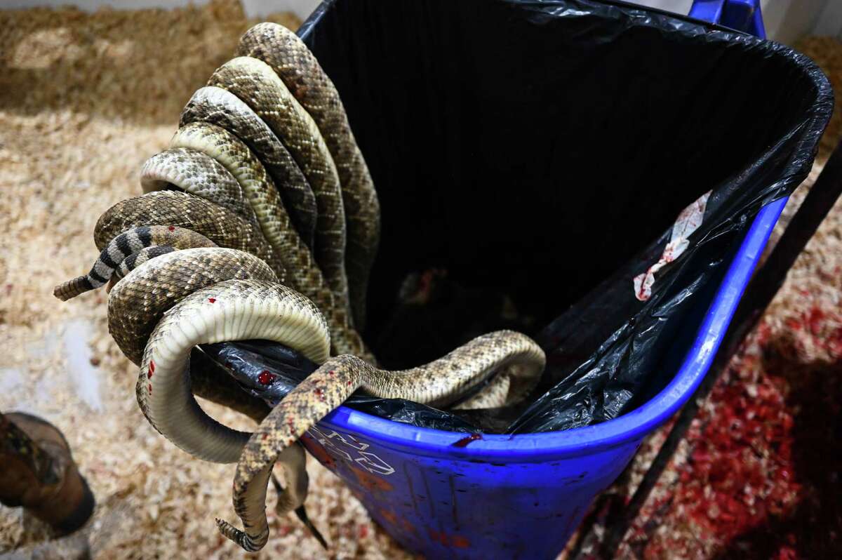 Inside the Sweetwater Rattlesnake Roundup, a Texas tradition