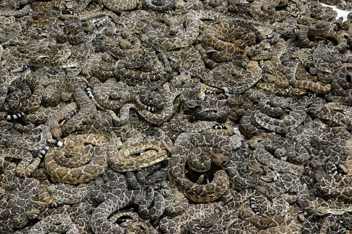 The main rattlesnake holding pit at the Sweetwater Jaycee Rattlesnake Round-up. On Saturday, March 11, 2023 in Sweetwater Texas.