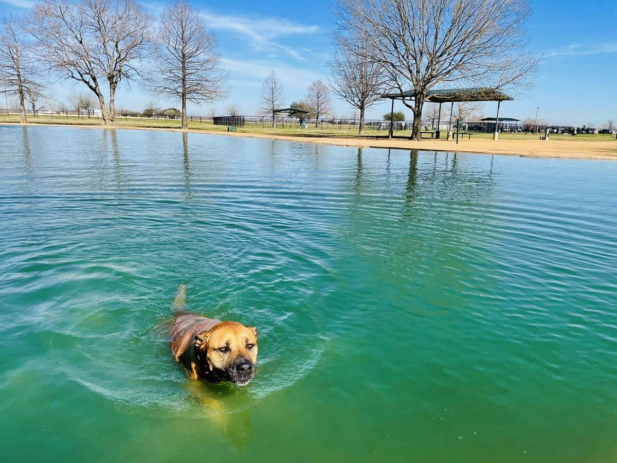 The 5 best offleash dog parks in Houston