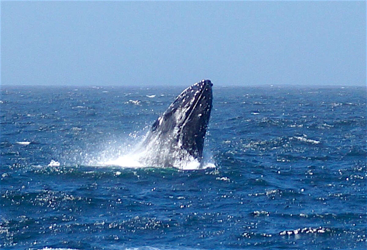 Protection for humpback whales, like this one one near the Farallon Islands off the San Francisco coast, was the intention of a judge’s ruling regarding commercial fishing for sablefish.