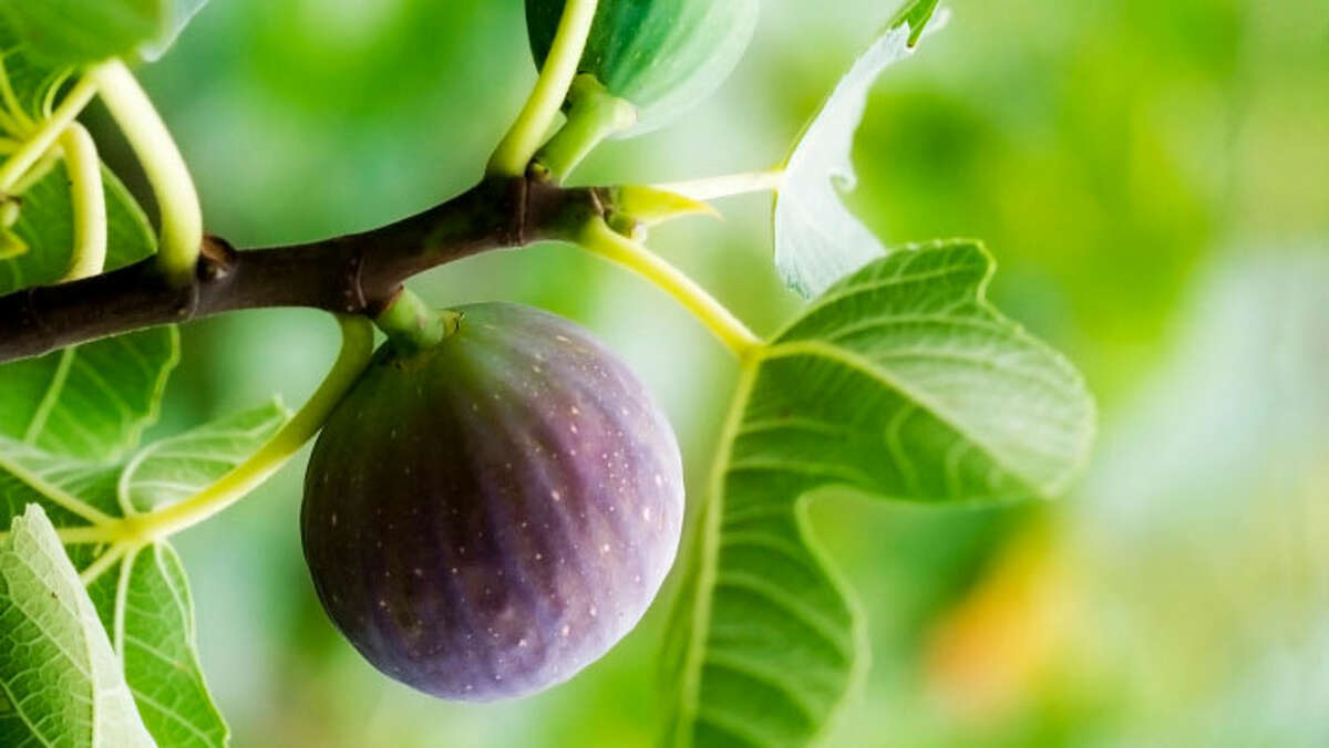Fruit trees, including figs, will be on sale March 18 at Genoa Friendship Gardens.