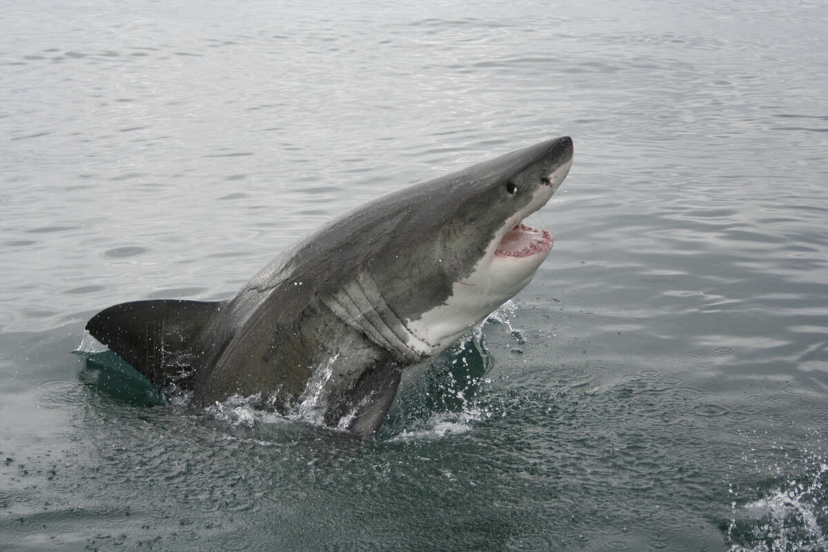 great white shark