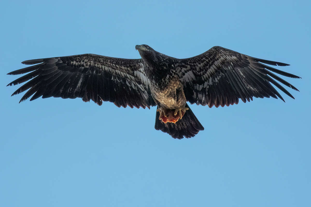 A juvenile bald eagle was spotted picking up a piece of pizza in Wethersfield, Connecticut. 