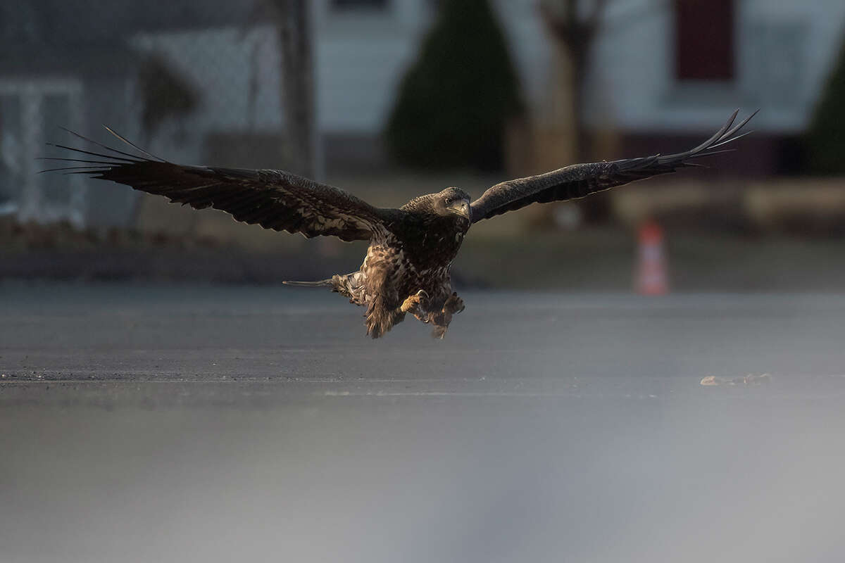 A juvenile bald eagle was spotted picking up a piece of pizza in Wethersfield, Connecticut. 